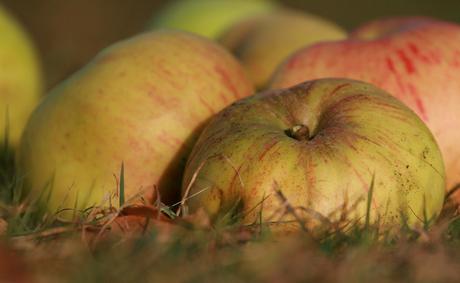 Fallen Apples