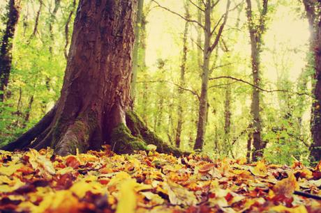 browns wood in autumn