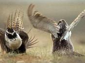 Sage Grouse Plan Aims Balance Between Industry, Wildlife