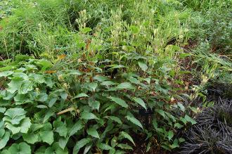 Tricyrtis latifolia (15/08/15, Kew Gardens, London)