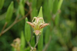 Tricyrtis latifolia Flower (15/08/15, Kew Gardens, London)