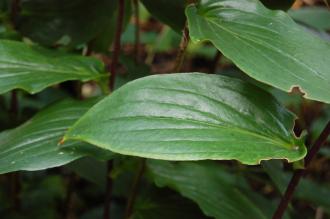 Tricyrtis latifolia Leaf (15/08/15, Kew Gardens, London)