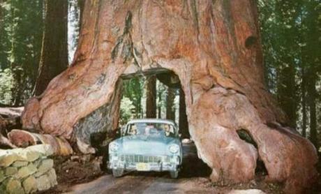 Top 10 Amazing Tunnels Through Trees Top 10 Amazing Tunnels Through Trees