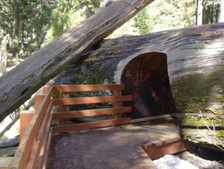 Top 10 Amazing Tunnels Through Trees Top 10 Amazing Tunnels Through Trees