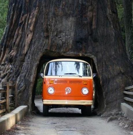 Top 10 Amazing Tunnels Through Trees Top 10 Amazing Tunnels Through Trees