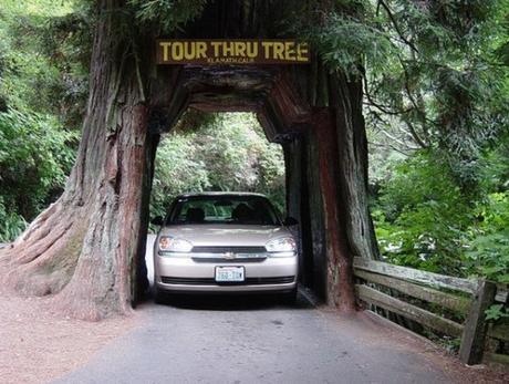 Top 10 Amazing Tunnels Through Trees Top 10 Amazing Tunnels Through Trees