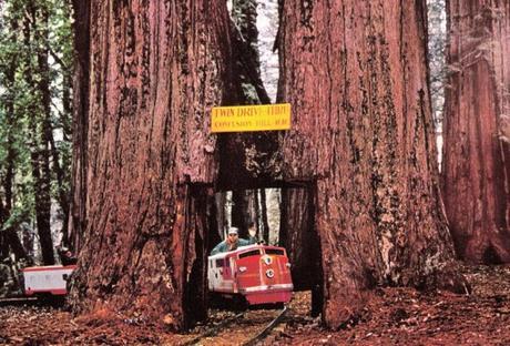 Top 10 Amazing Tunnels Through Trees Top 10 Amazing Tunnels Through Trees