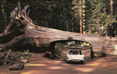 Top 10 Amazing Tunnels Through Trees Top 10 Amazing Tunnels Through Trees