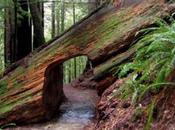Amazing Tunnels Through Trees