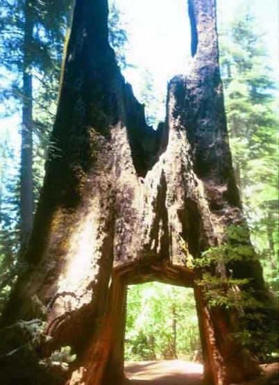 Top 10 Amazing Tunnels Through Trees Top 10 Amazing Tunnels Through Trees