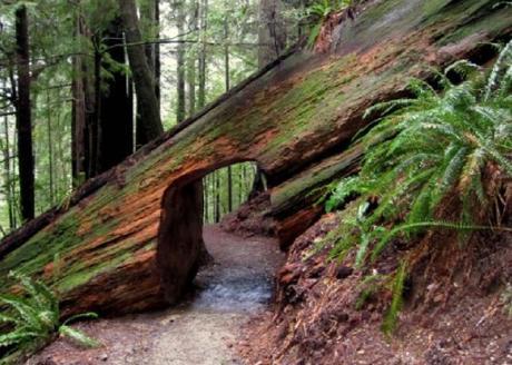 Top 10 Amazing Tunnels Through Trees Top 10 Amazing Tunnels Through Trees