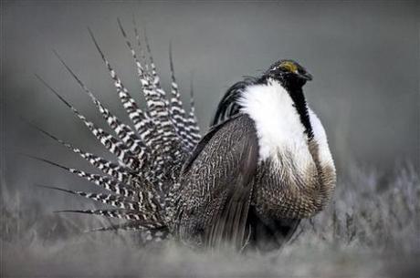 SAGE GROUSE POLITICS: THE EMPEROR HAS NO CLOTHES