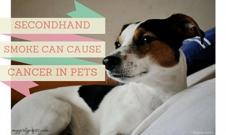 Secondhand Smoke Can Cause Cancer In Pets