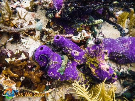 Love the purple on these sponges.
