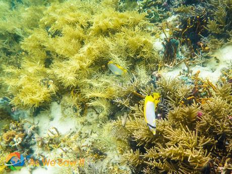 A pair of Butterfly fish working the reef for morsels.