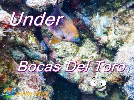Snorkeling Under Bocas Del Toro Panama