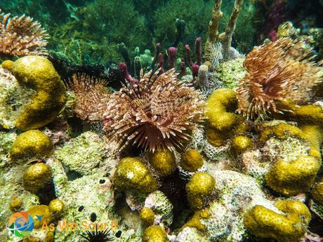 Feather duster tube worms in Bocas del Toro Panama ... reach for them and they'll disappear.