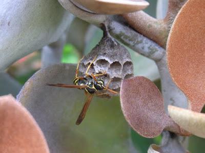 Garden homemakers