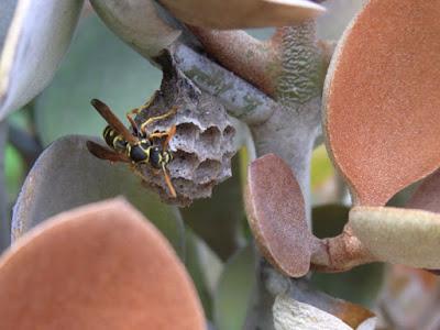 Garden homemakers