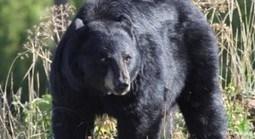 Wildlife Weekly Wrap-Up