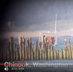 Cormorant massacre underway