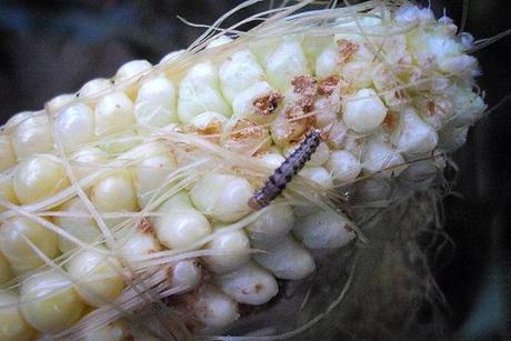 Why Obscure Species Matter