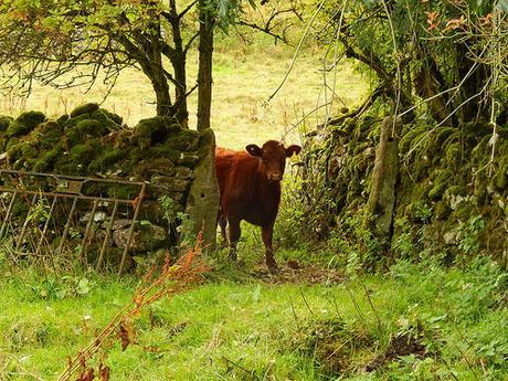 Dovedale and Wolfscote Dale (Part 1)