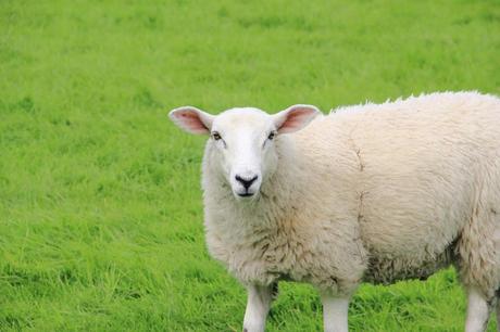 Sheep near Lake Windermere