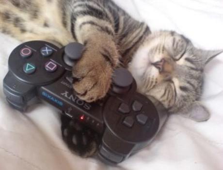 Картинки по запросу cat on playstation