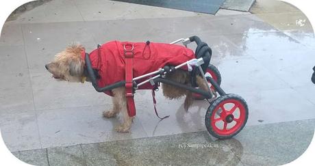 the wheeled dog at Marina ~the kindness and care of its owner