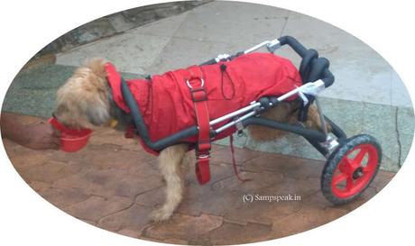 the wheeled dog at Marina ~the kindness and care of its owner