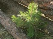 Forests Don’t Ignore Scientific Background