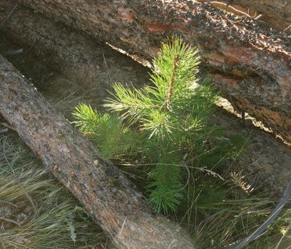 Forests and CO2 — Don’t Ignore the Scientific Background Forests and CO2 — Don’t Ignore the Scientific Background