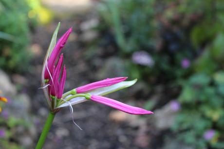 Nerine bowdenii about to open