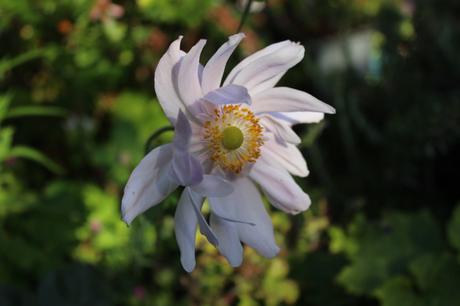 Anemone hupehensis 'Lady Emily'