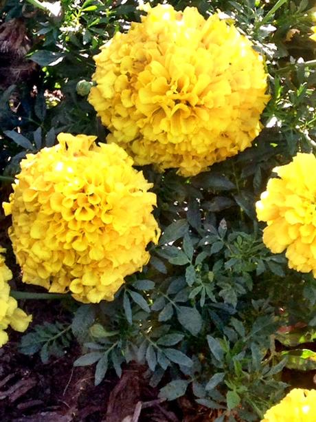 Summer Roundup | 2015 Edition