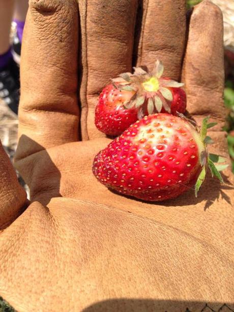 Summer Roundup | 2015 Edition