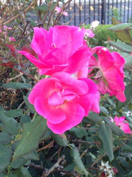 Summer Roundup | 2015 Edition