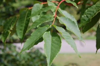 Picrasma quassioides Leaf (15/08/15, Kew Gardens London)