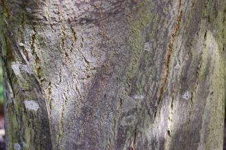 Picrasma quassioides Bark (15/08/15, Kew Gardens London)