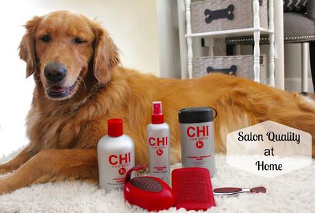 Grooming Your Golden at Home with Salon quality grooming at home with CHI for Dogs