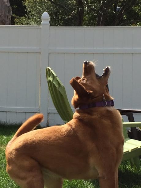 Dog romping around yard