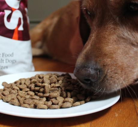 Healthy Holistic Solid Gold Dog Food Challenge