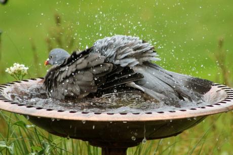 Pigeon having a thoroughly good wash
