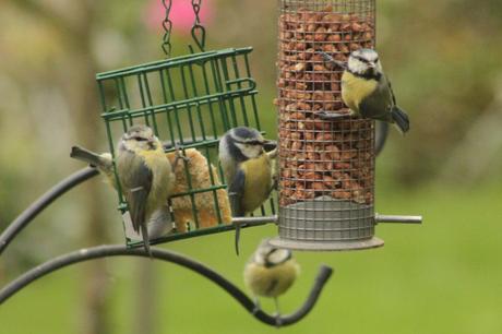 Family of Blue Tits on feeders