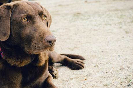 Four In Ten Have ‘Pulled a Sickie’ For Their Pet