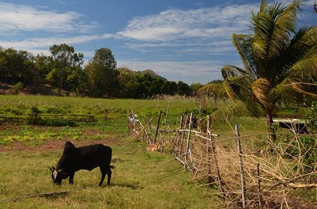 zebu brahaman cow in field