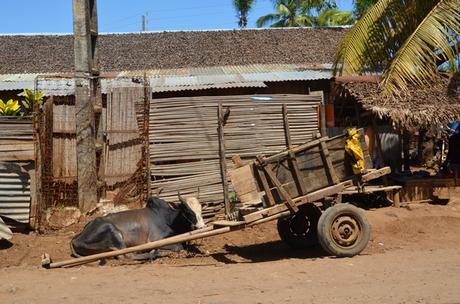 zebu cart