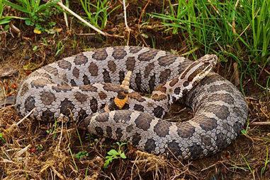 Eastern Massasauga Rattlesnake Proposed for Protection Under Endangered Species Act