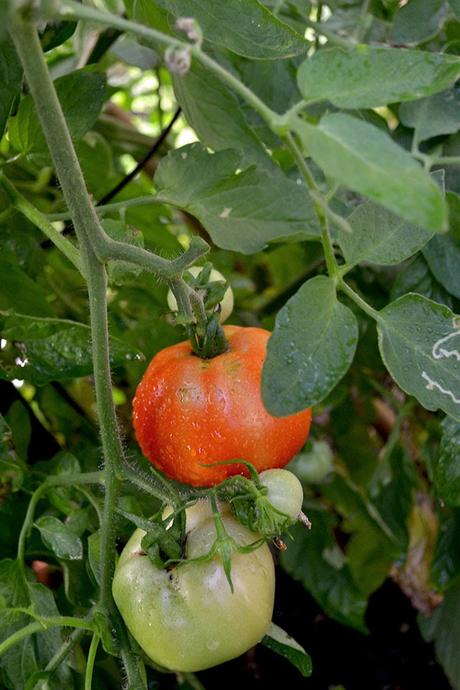 Summer bounty Tomatoes